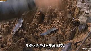 【贝爷】统治食物链顶端的男人~回来啦~！