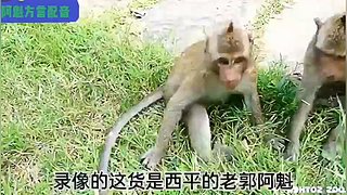 阿魁方言配音的直播间