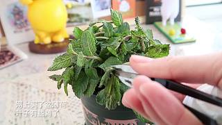 中二少女十七的直播间