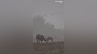 亮gnailux的直播间