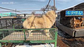 农村阿威直播间 10484427