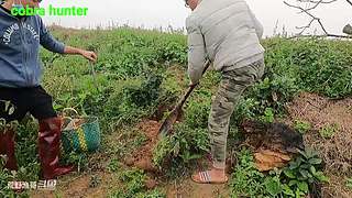 国外小哥抓蛇记