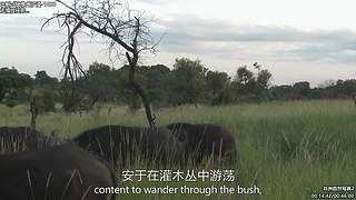 贝爷纪录片 点播，点播单，方才鱼吧置顶！