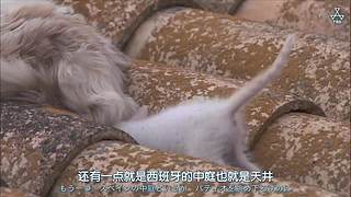 猫步走世界，萌宠24小时轮播