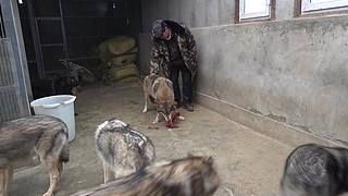 【狼王出没】欢迎围观我的新疆养狼日常！