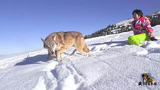 【狼王出没】欢迎围观我的新疆养狼生计！