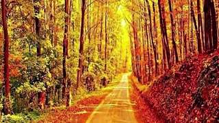 sio-lcp-lck-恩的直播间