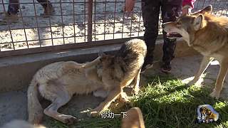 【狼王出没】欢迎围观我的新疆养狼日常！