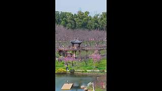 相约春天赏樱花｜多机位慢直播