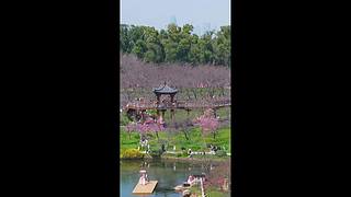 相约春天赏樱花｜多机位慢直播