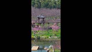 相约春天赏樱花｜多机位慢直播