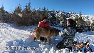 【狼王出没】欢迎围观我的新疆养狼日常！