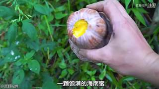 越南小哥的丛林生活