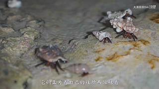 你的海南军阀给你带来最地道的赶海