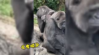 唉呀妈呀！笑抽抽了！