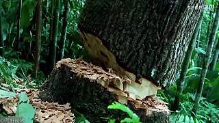 越南小哥的丛林生活