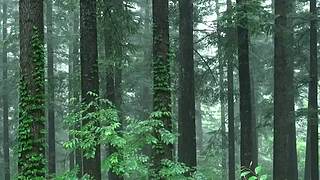 失眠的时候听听下雨的声音吧