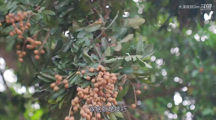 你的海南军阀给你带来最地道的赶海