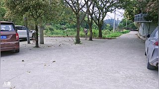 龙抬头时春意闹，我在人间看花笑