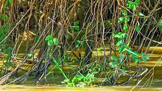 [大自然纪录片]24小时轮播