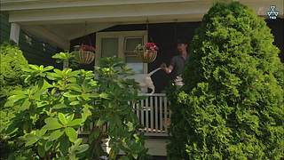 猫步走世界，萌宠24小时轮播