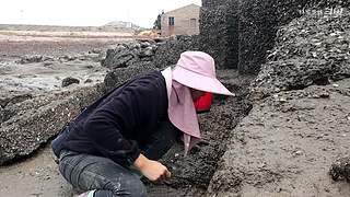 渔妹带你来赶海，来看有没有你没见过的