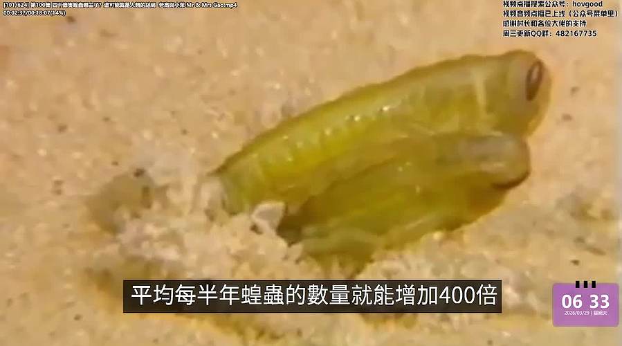 老高与小茉系列剧