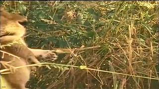 [大自然纪录片]24小时轮播