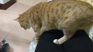 村长的直播间 9535866