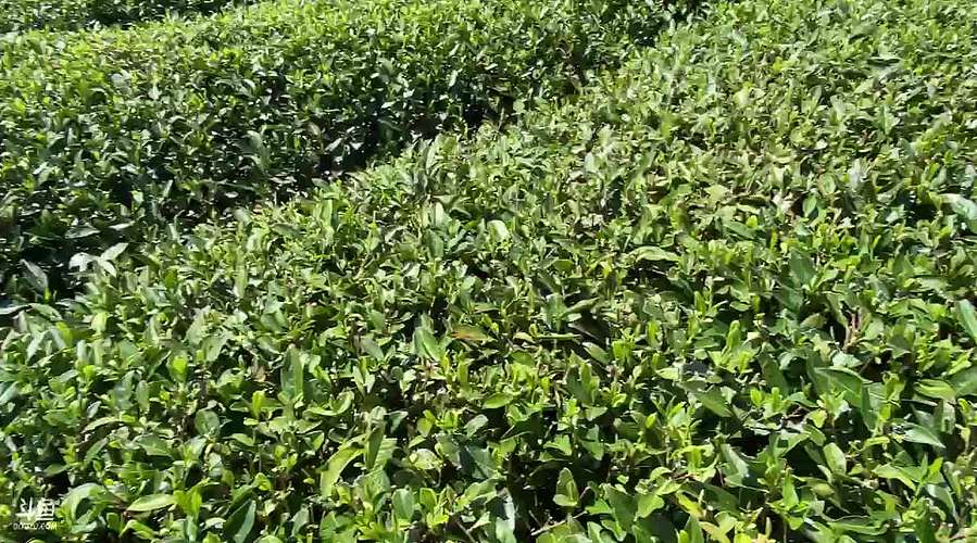 【小奶团】采茶小妹上线了～