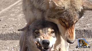 【狼王出没】欢迎围观我的新疆养狼日常！