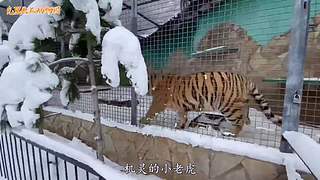 直接把狮子推下水！俄罗斯饲养员太勇敢了