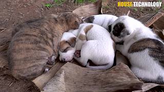 荒野动物建筑师的直播间