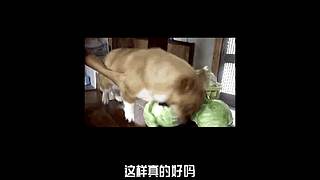 王者茶哥的直播间