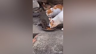 星球大战前线2玩玩看。