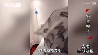 魏蜀吴群雄争霸，发弹幕加入国战