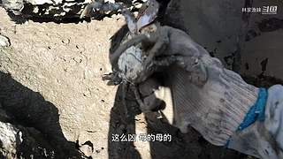 渔妹带你来赶海，来看有没有你没见过的