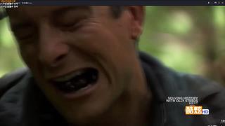 【贝爷】统治食物链顶端的男人~回来啦~！