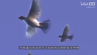 【猫叔】银河挺好看的，：）