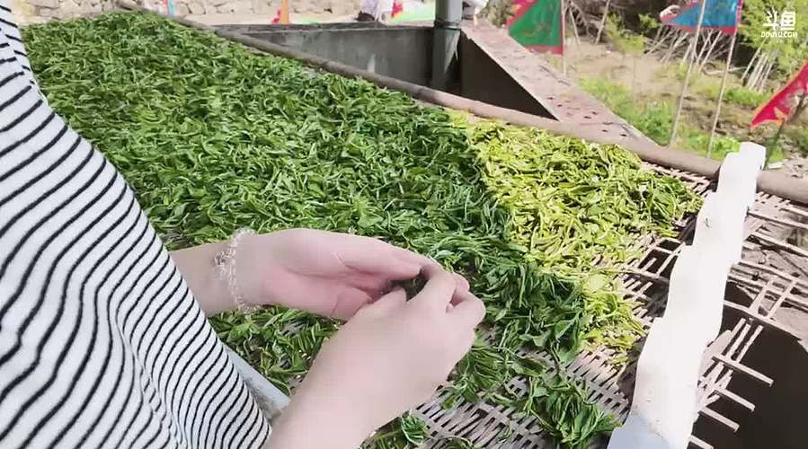 【小奶团】采茶小妹上线啦～