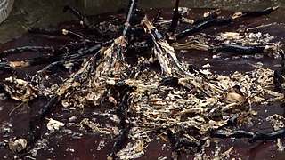 乡土记食的直播间