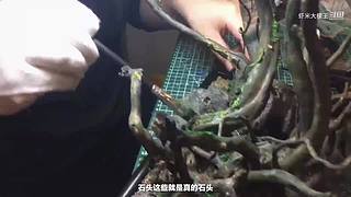 Hello~大家好~！我是小虾米！