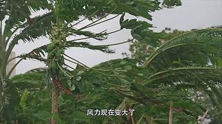 你的海南军阀给你带来最地道的赶海