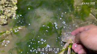 大齐赶海，又是出大货的一天