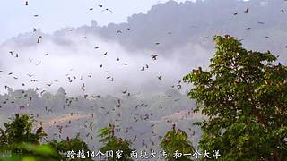 [大自然纪录片]轮播