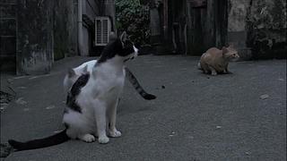 猫步走世界，萌宠24小时轮播