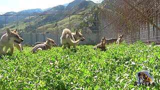 【狼王出没】欢迎围观我的新疆养狼日常！