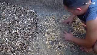 越南小哥的丛林生活