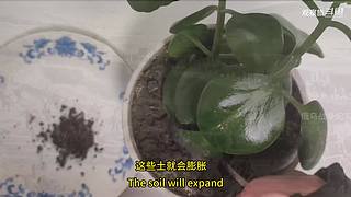 喜欢我的视频或想和我玩，请关注，打赏我哟