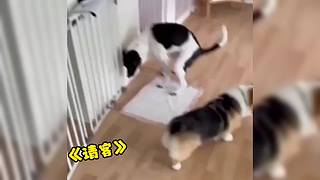 唉呀妈呀！笑抽抽了！